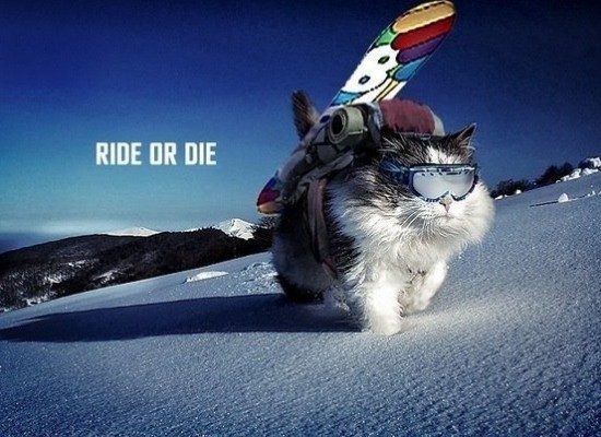 snow ride cat